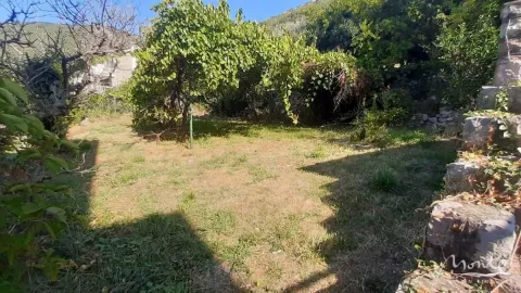 Overgrown yard with trees and greenery in front of the house. - image 25
