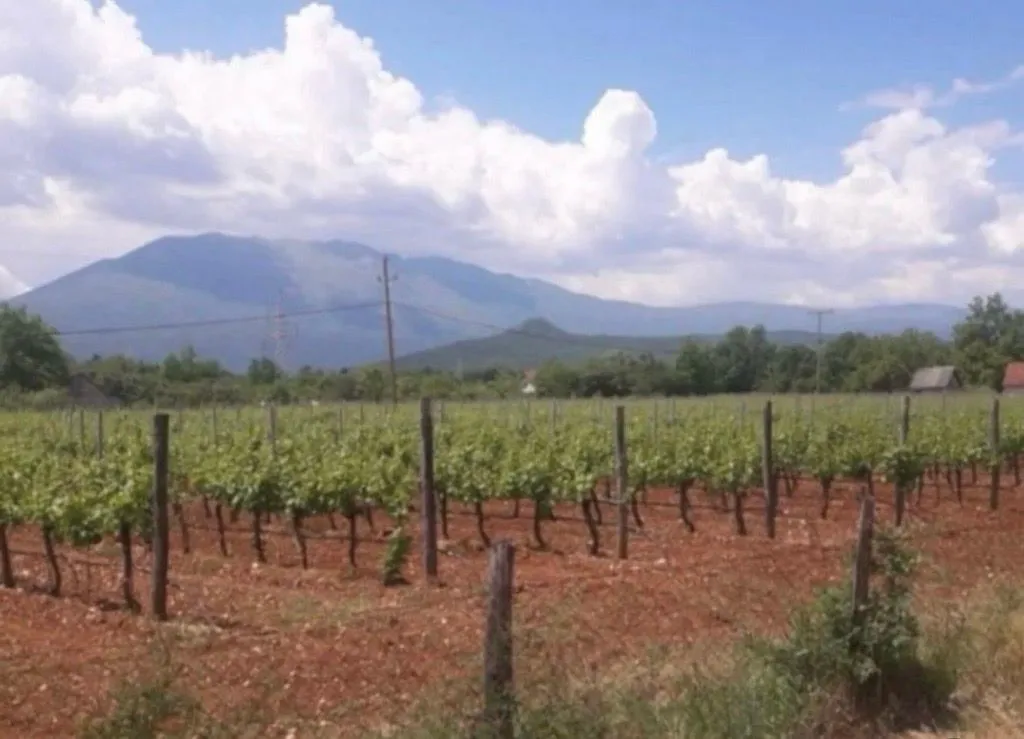 Zasadi vinograda sa pogledom na planine u pozadini.