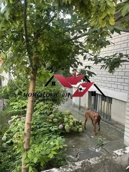 Pogled na dvorište kuće sa zelenilom i psom.