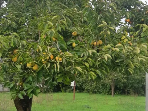 Zemljište in Polje