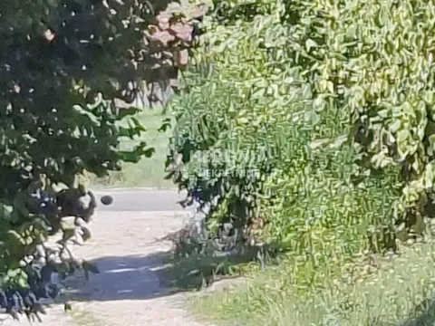 Sale, land lot, 800m², Mionica, Srbija - image 6