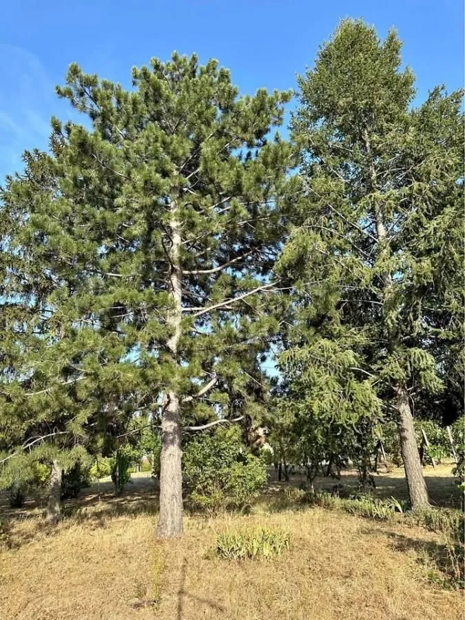 Prodaja, kuća, 24m², Čortanovci, Inđija