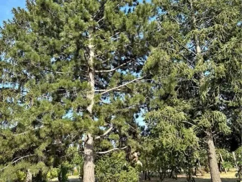 Prodaja, kuća, 24m², Čortanovci, Inđija - image 10