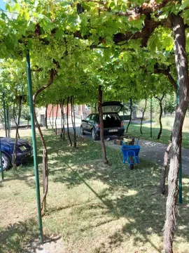 Dvorište sa vinovom lozom i parking prostorom. - image 3