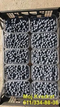 Gajba sa svežim borovnicama u plastičnim pakovanjima. - image 11