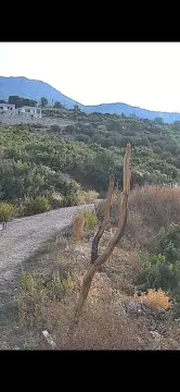 Prodaja, plac, 3500m², Pečurice, Bar - image 4