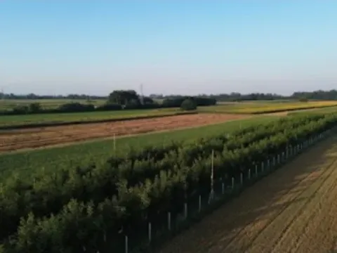 Sale, land lot, 5000m², Bogatić, Srbija - image 7