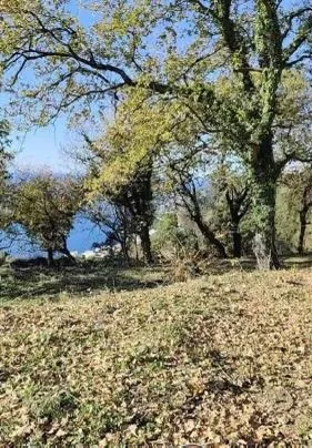 Prodaja, plac, 1227m², Dobra Voda, Budva