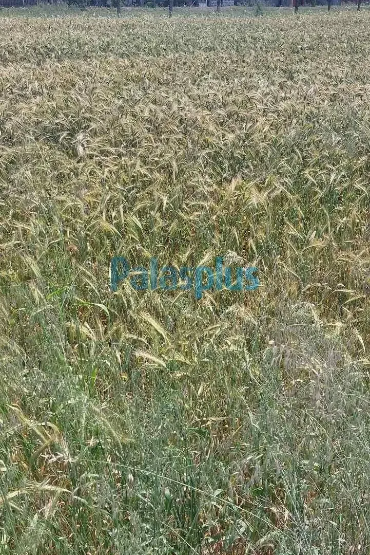 Prodaja, plac, 3000m², Surčin, Beograd