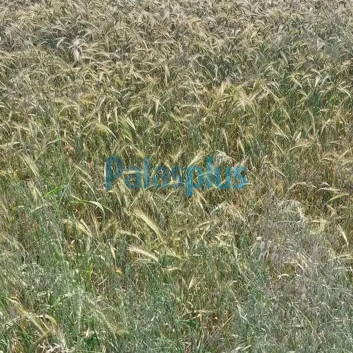 Prodaja, plac, Surčin, Beograd