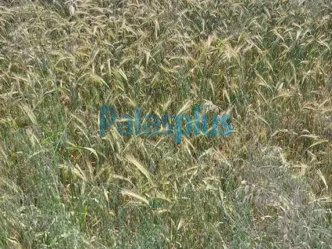 Prodaja, plac, Surčin, Beograd