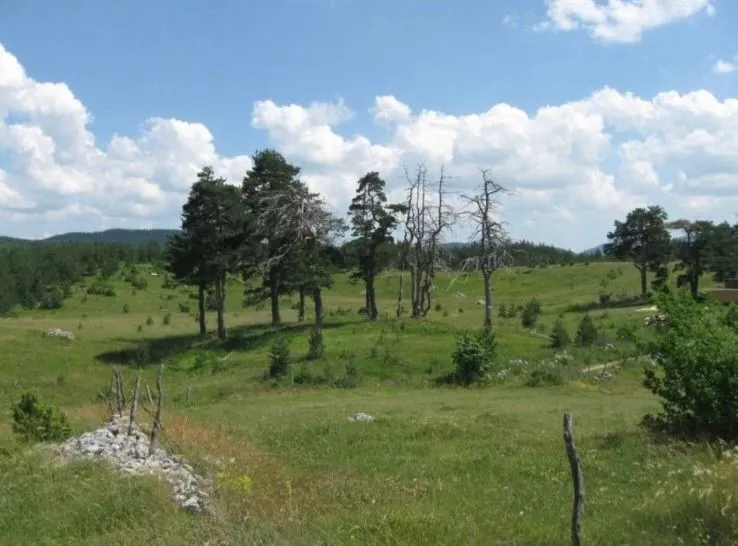 Prodaja, plac, 14677m², Žabljak, Crna Gora