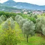 Sale, house, 126m², Kotor, Crna Gora - image 5