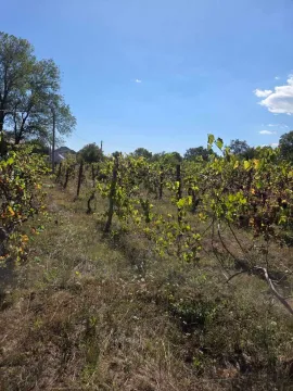 Pogled na vinograd sa stubovima i žičanom konstrukcijom na placu. - image 7
