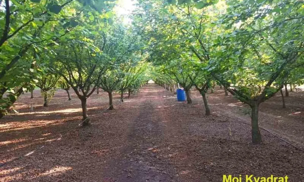 Sale, land lot, 114m², Nova Pazova, Stara Pazova