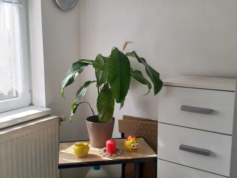 Prodaja, jednosoban stan, 35m², Novi Sad Sve Podlokacije, Novi Sad - image 2