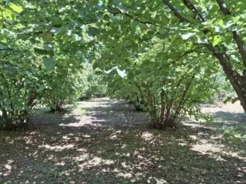 Prodaja, plac, 6140m², Baničina, Smederevska Palanka - image 8