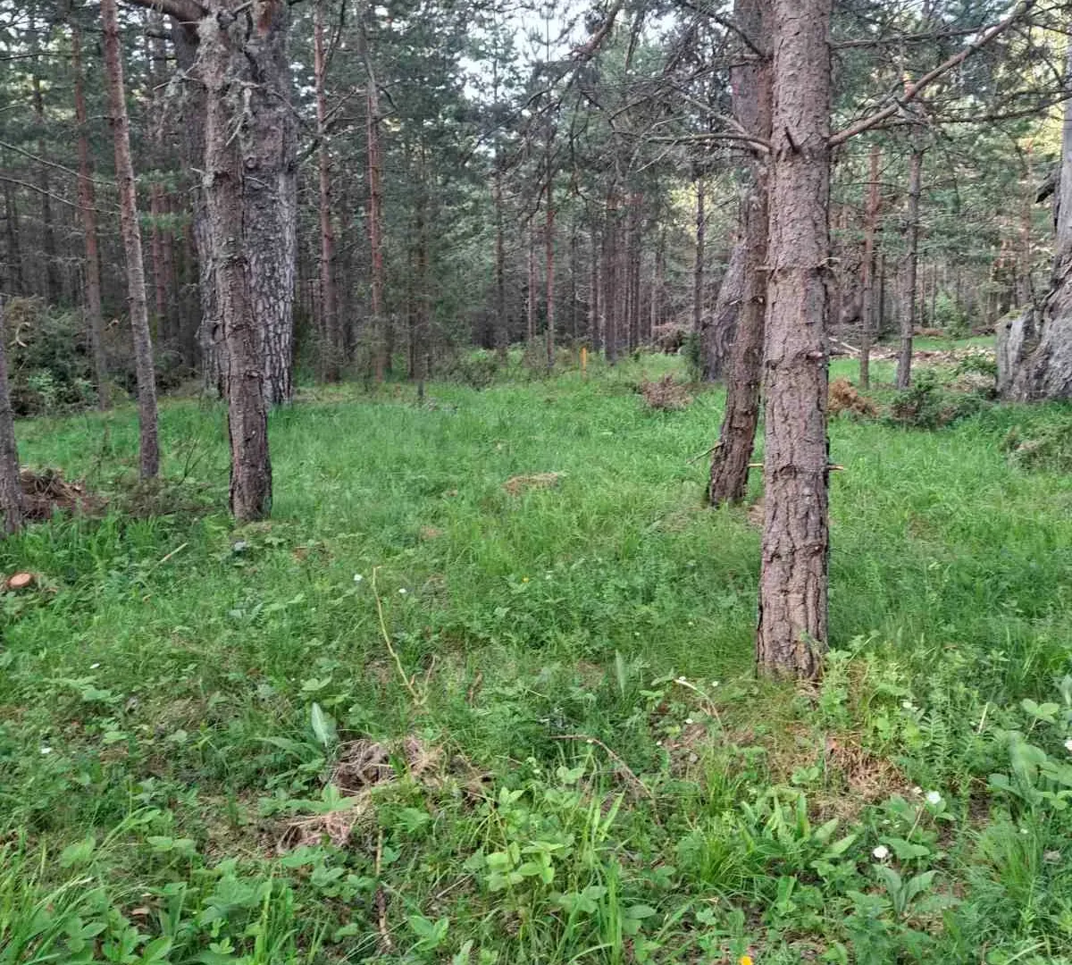 Prodaja, plac, 1150m², Žabljak, Crna Gora