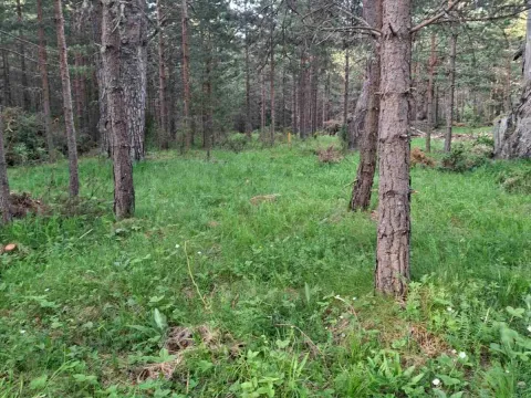 Prodaja, plac, 1150m², Žabljak, Crna Gora - image 4