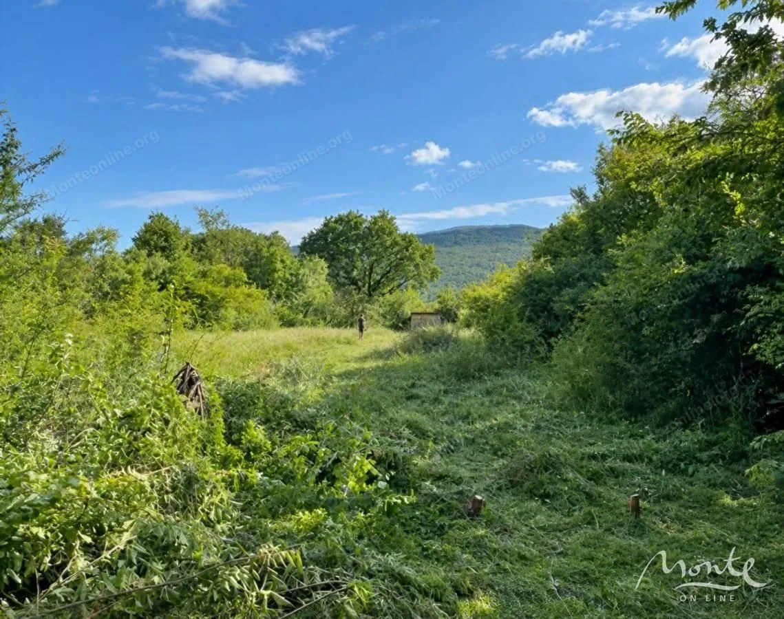 Pogled na zeleno dvorište i prirodu sa stablima i rastinjem.