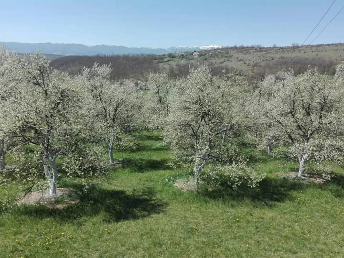 View of a blooming orchard with mountains in the background.