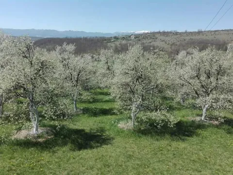 View of a blooming orchard with mountains in the background. - image 4