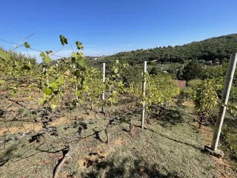 Prodaja, kuća, 54m², Paragovo, Petrovaradin - image 25