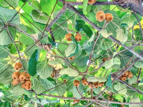 Sale, house, 487m², Budva, Crna Gora - image 6