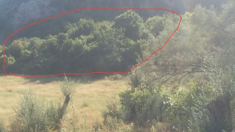 Pogled na zemljište sa zelenilom i drvećem.