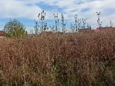 Prodaja, plac, 600m², Jagodina, Srbija - image 13