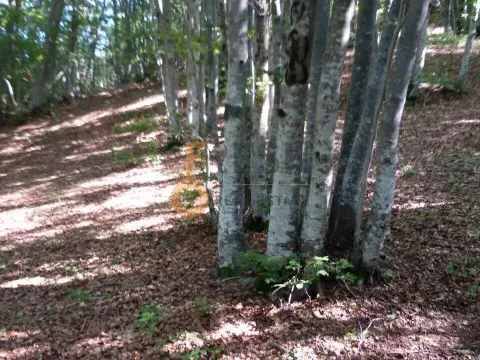 Prodaja, plac, 100000m², Cetinje, Crna Gora - image 14