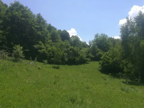 Sale, land lot, 225000m², Padež, Kolašin