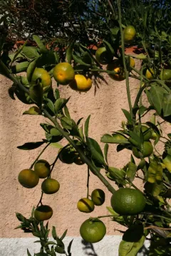 Stablo mandarine sa plodovima u dvorištu. - image 34