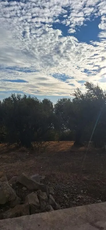 Pogled na dvorište puno zelenila i drveća pod oblačnim nebom.