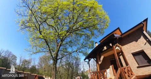 Pogled na eksterijer kuće i dvorište sa velikim drvetom. - image 6
