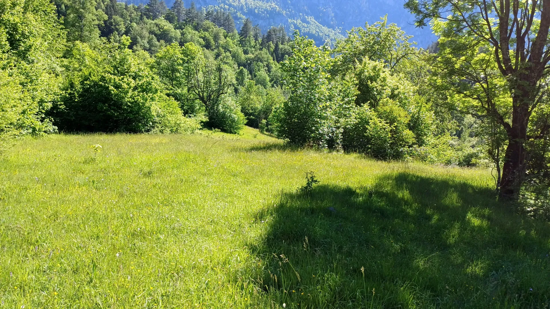 Zelena livada sa drvećem u prirodi.