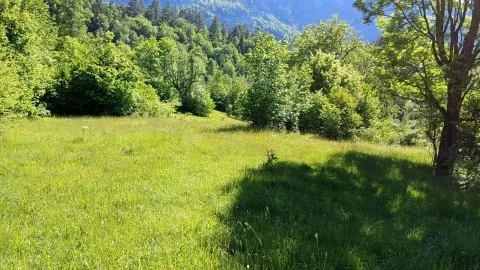 Zelena livada sa drvećem u prirodi. - image 2