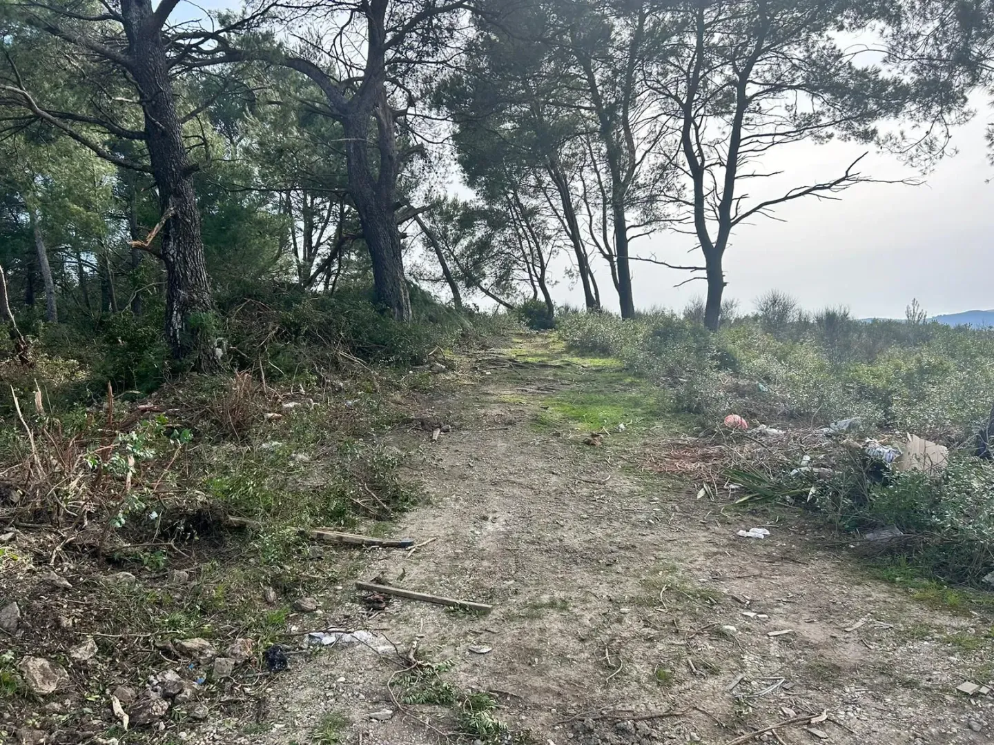 Zemljište sa šumom i prirodnim okruženjem.