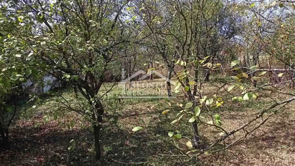Zaraslo dvorište sa stablima i rastinjem.