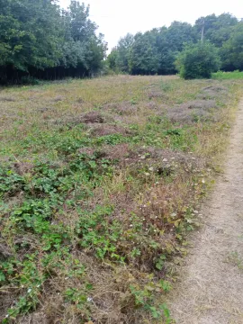 Pogled na prostrano zemljište sa rastinjem i šumom u pozadini. - image 14