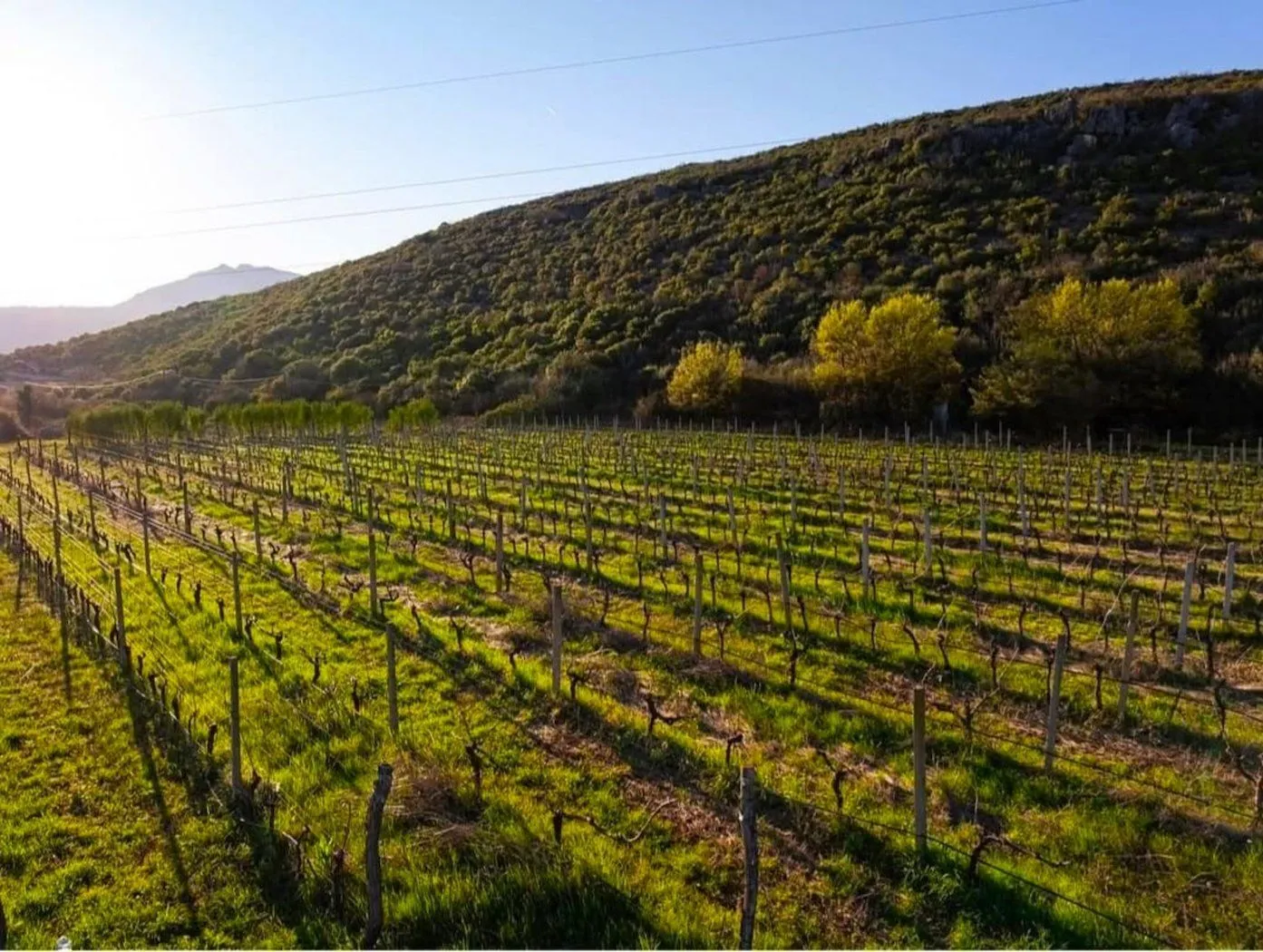 Prodaja, plac, 13000m², Beri, Podgorica