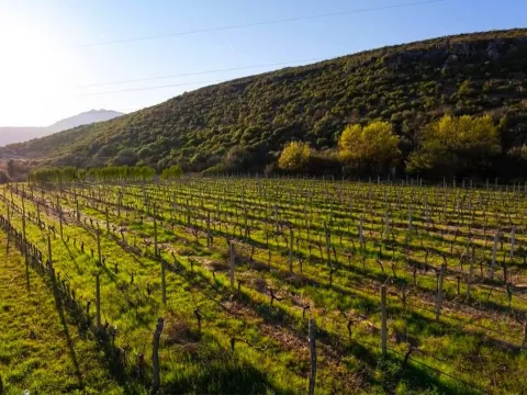 Prodaja, plac, 13000m², Beri, Podgorica - image 4