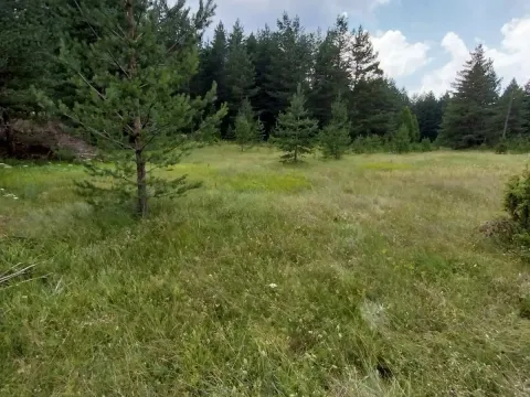 Sale, land lot, 1600m², Žabljak, Crna Gora - image 2