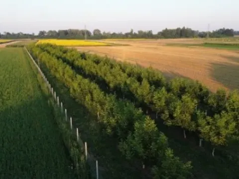 Sale, land lot, 5000m², Bogatić, Srbija - image 2