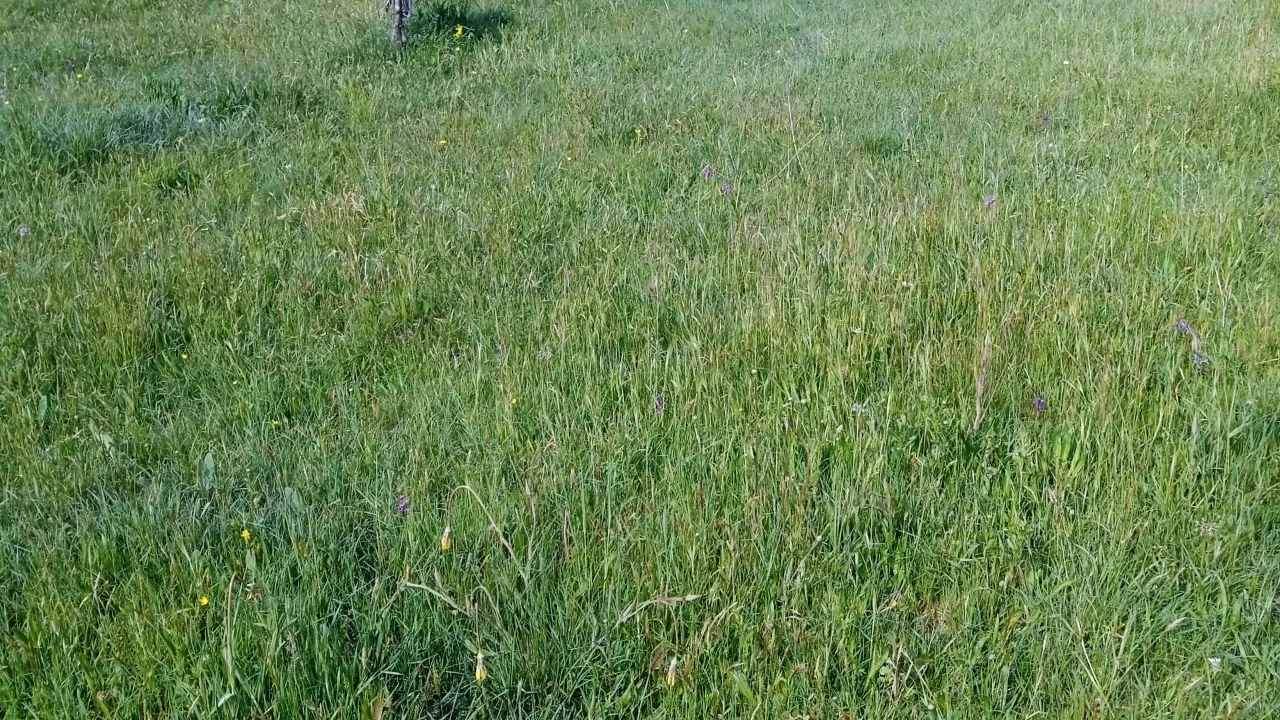 Prodaja, plac, 310m², Centar, Cetinje