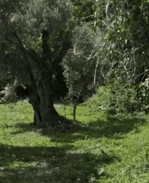Sale, land lot, 655m², Reževići, Budva