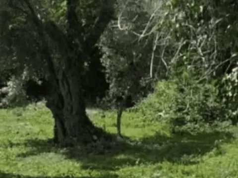 Prodaja, plac, 655m², Reževići, Budva - image 2