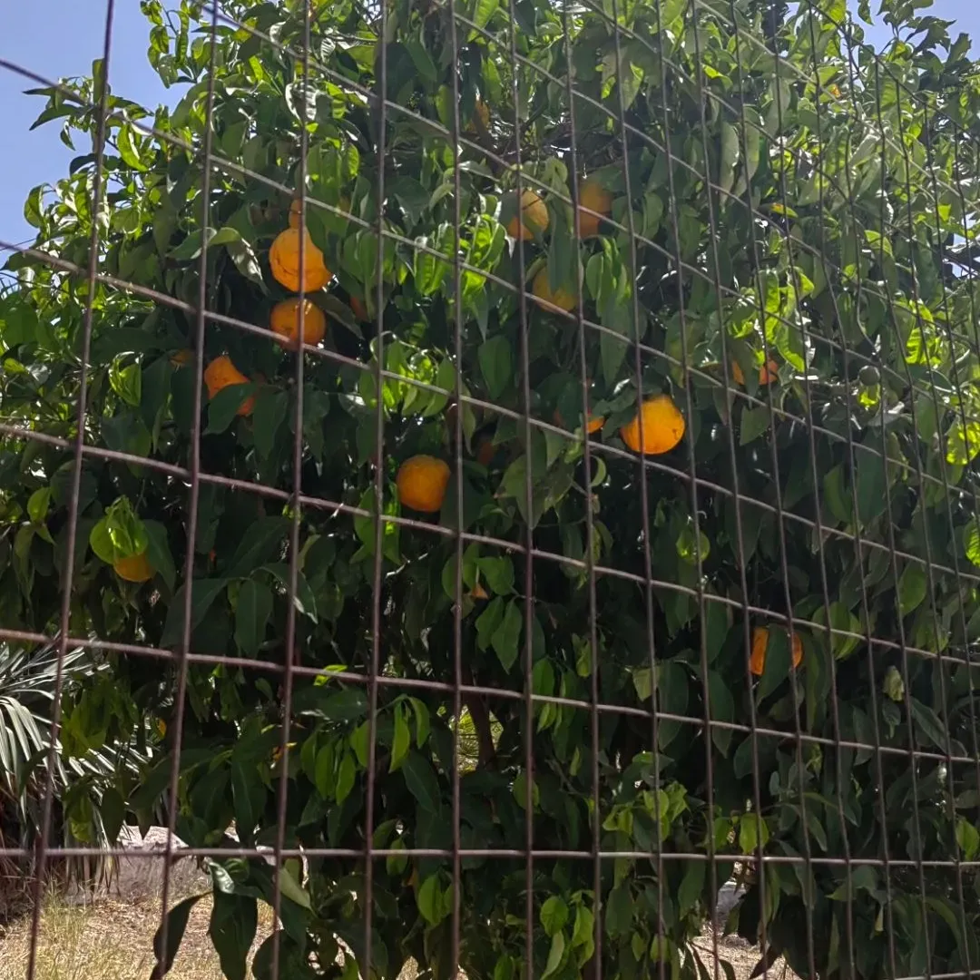 Rent, one bedroom apartment, 20m², Voždovac Sve Podlokacije, Beograd