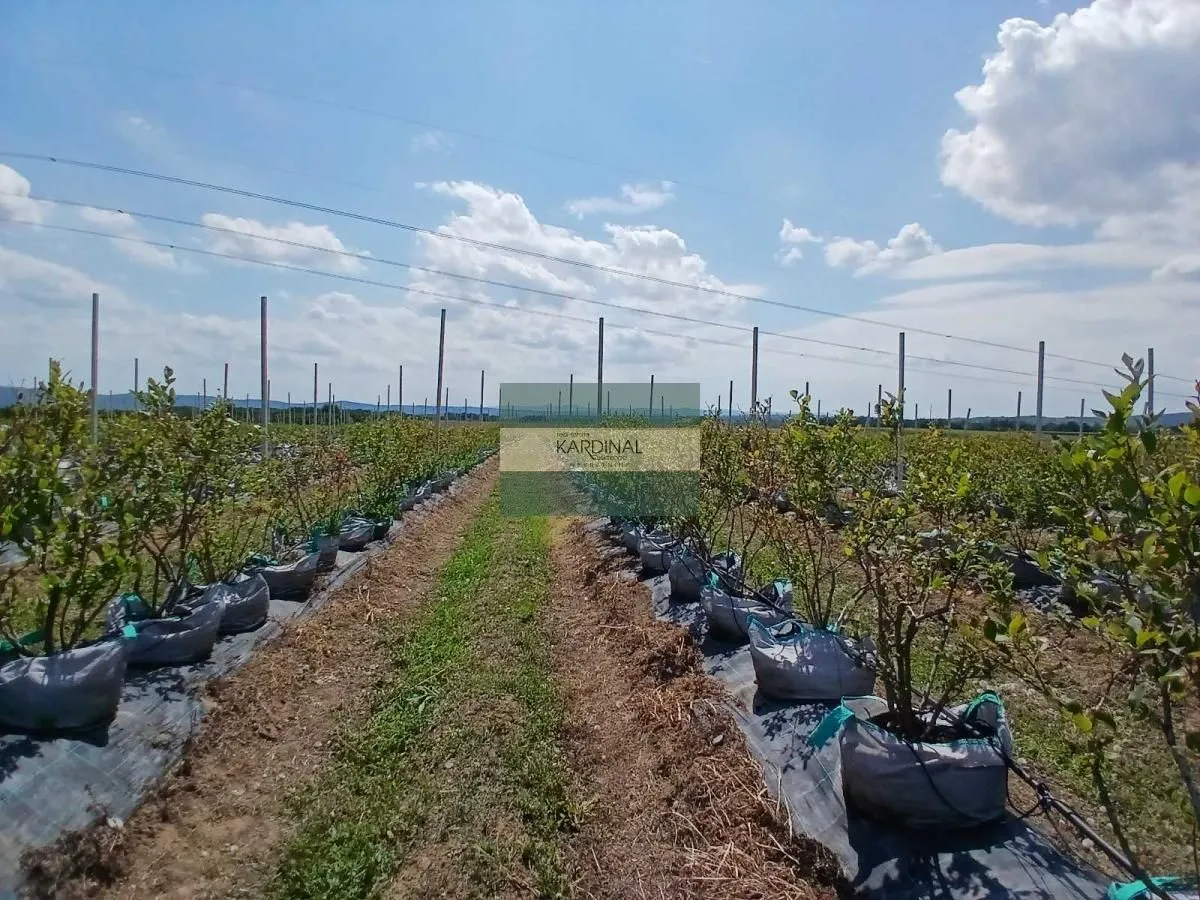 Prodaja, plac, 285100m², Medjureč, Jagodina
