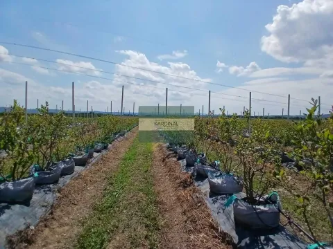 Prodaja, plac, 285100m², Medjureč, Jagodina - image 16